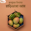 harivanga mango rangpur